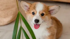 Hoe weet je of je hond gelukkig is? Volgens experts wijzen 6 belangrijke signalen daarop