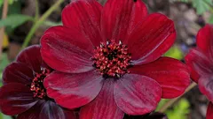 Een plant met de geur van chocolade waar maar weinig mensen van afweten