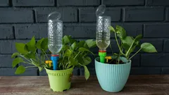 Slimme doe-het-zelftruc met een fles om je kamerplanten water te geven terwijl je op vakantie bent.