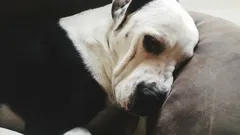 Klopt het dat een hond wrok kan koesteren tegen zijn baasje?