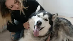 Waar kun je een hond het beste aaien zodat hij er het meeste plezier van heeft?