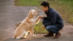 Hoe honden de belangrijkste persoon in het gezin kiezen: 10 subtiele nuances